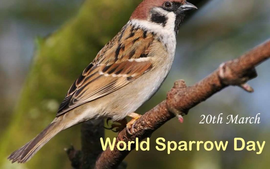 World Sparrow Day 2019: Why is It Necessary to Celebrate it?