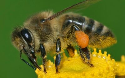 How Honey Bee Plays An Important Role in Keeping Environment Green