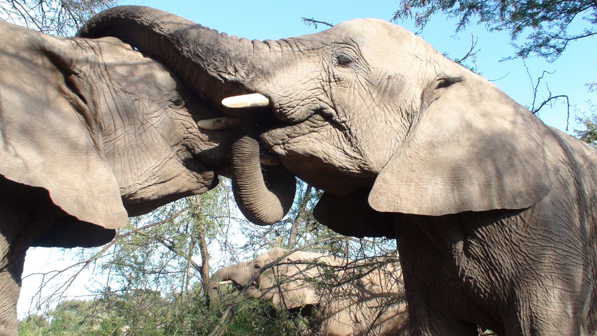File:Baby elephants in an elephant sancuary 02.JPG - Wikipedia