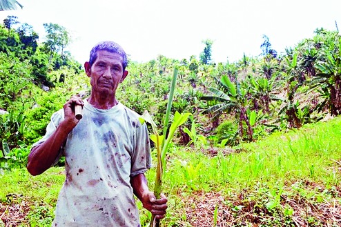 Sustainable farming: Bananas replace shifting cultivation in Meghalaya, India
