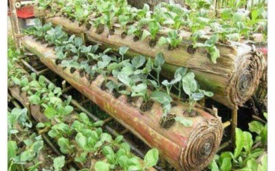 Use Banana Stems for Organic Farming: Innovations in Agriculture