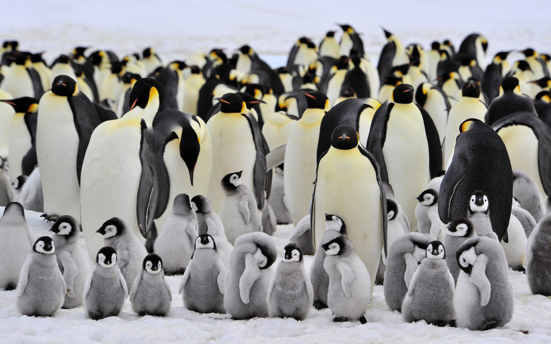 World Penguin Awareness Day: Let’s meet the majestic birds before extinction