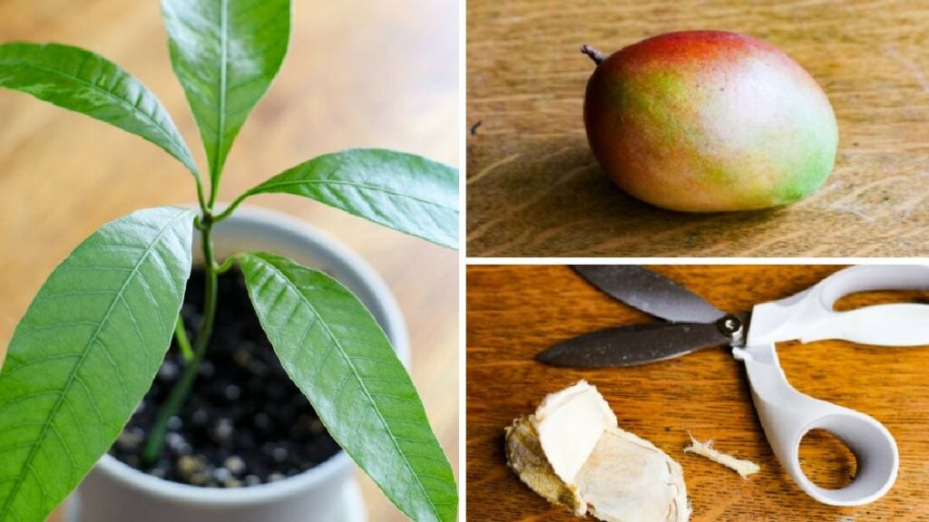 Learn how to grow a mango trees from seeds