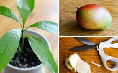 Learn how to grow a mango tree from seeds