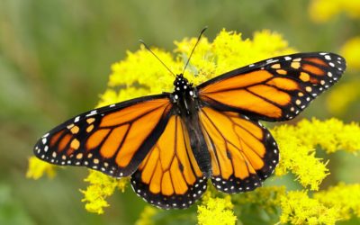 Efforts to Restore Critical Monarch Butterfly Habitat in Mexico